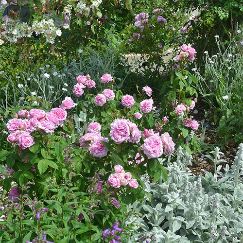 Roz deschis cu interior închis - Trandafir copac cu trunchi înalt - cu flori teahibrid - coroană tufiș